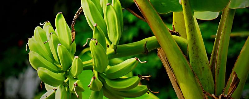 芭蕉盆栽多少天浇一次水，高温天气每日均可喷水
