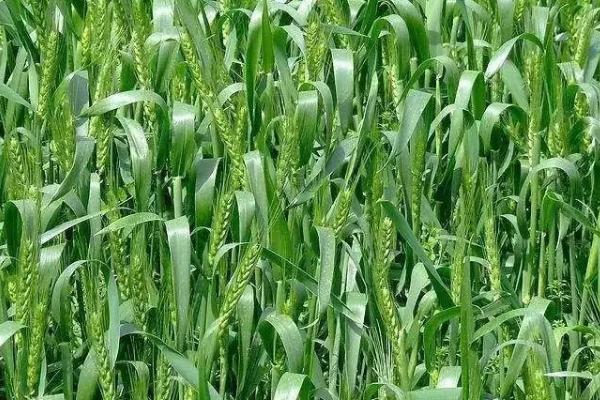 大麦施肥方法，掌握好需肥规律