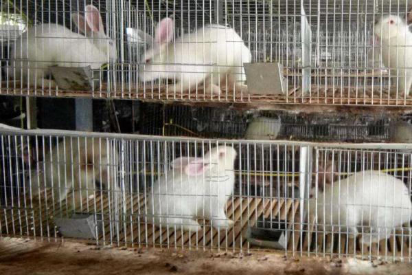 肉兔养殖成本，出栏只需4-5个月的时间