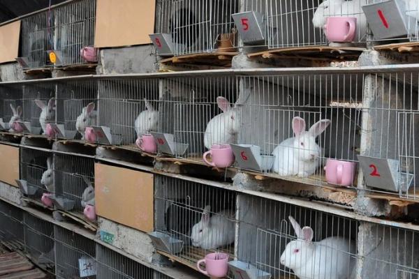 肉兔养殖成本，出栏只需4-5个月的时间