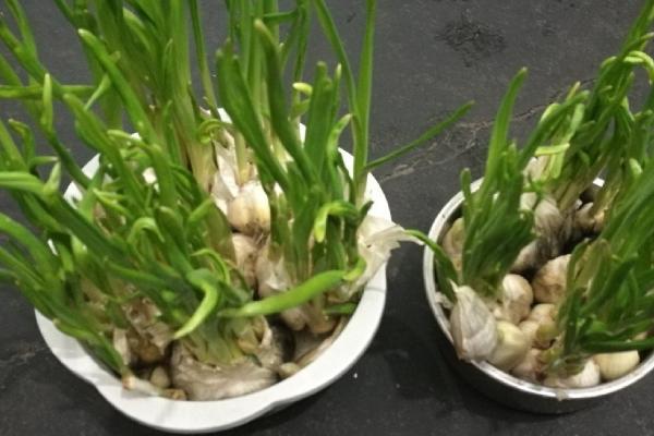 水养蒜苗需要什么肥料，生长期要合理控温