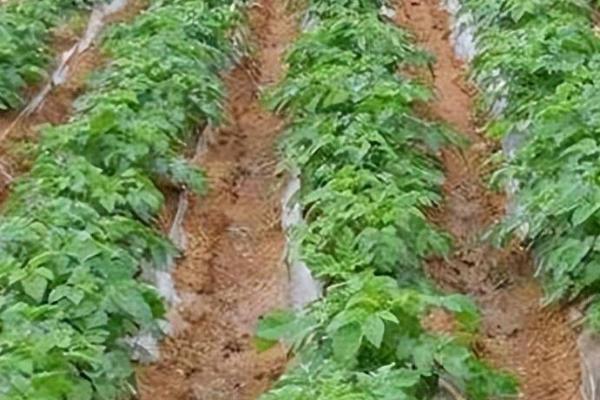 土豆春季施肥方法，肥料应以有机肥为主