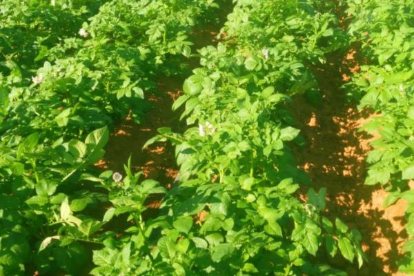 土豆春季施肥方法，肥料应以有机肥为主