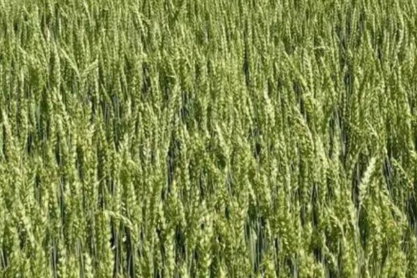 春小麦的高产丰收如何实现，生育期短