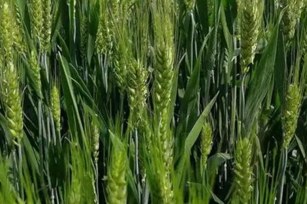 春小麦的高产丰收如何实现，生育期短