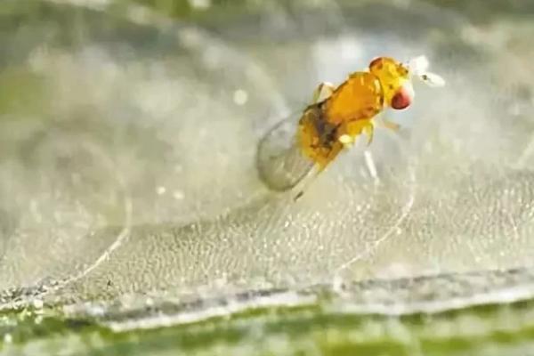 赤眼蜂如何防治玉米螟，是应用简便的科学防治技术