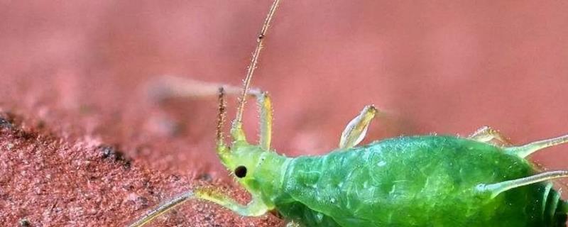 怎么防治蔬菜蚜虫，使用诱虫板可降低蚜虫密度