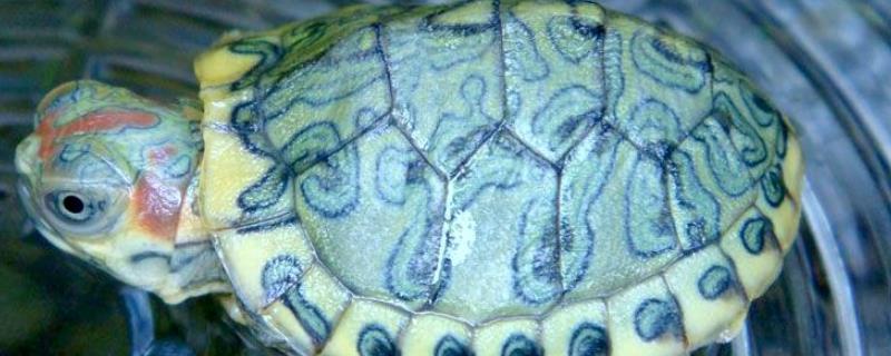 巴西龟不能摸的部位，触碰眼睛容易发炎