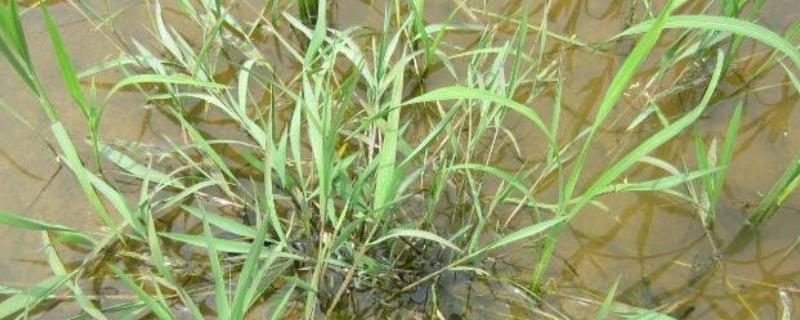 水稻田游草用什么农药防除，喷药时需排干田水