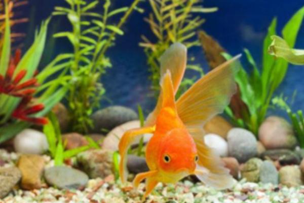金鱼沉底不动的原因及治疗方法，环境变化会导致金鱼停止游动