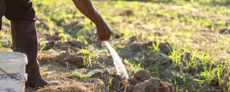 尿素烧苗怎么补救，浇灌清水可稀释肥料