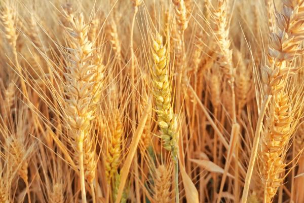 冬性小麦冀麦585的特征特性，属于分蘖力较强的中熟品种