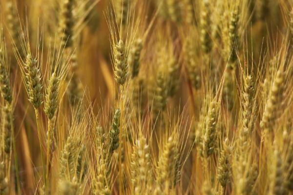 冬性小麦冀麦585的特征特性，属于分蘖力较强的中熟品种