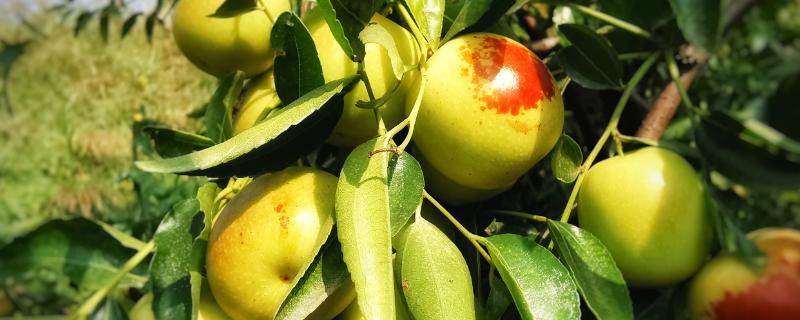 冬枣枣锈病症状及防治措施，主要为害叶片及枣果面
