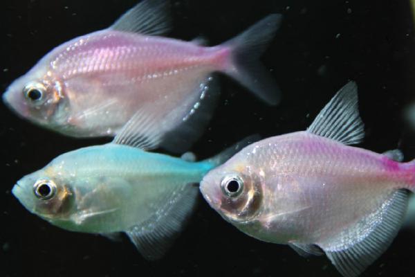 彩裙鱼的寿命和繁殖方法，一般可存活三年以上