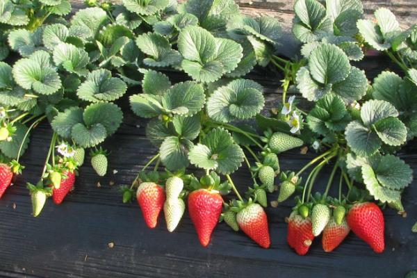 草莓的种植时间和方法，深耕施肥可促使植株旺盛生长