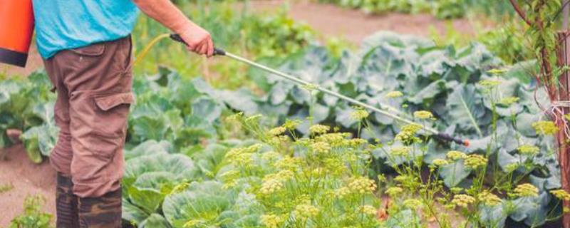 蔬菜病虫害如何巧选农药，轮换药剂可延缓害虫产生抗药性