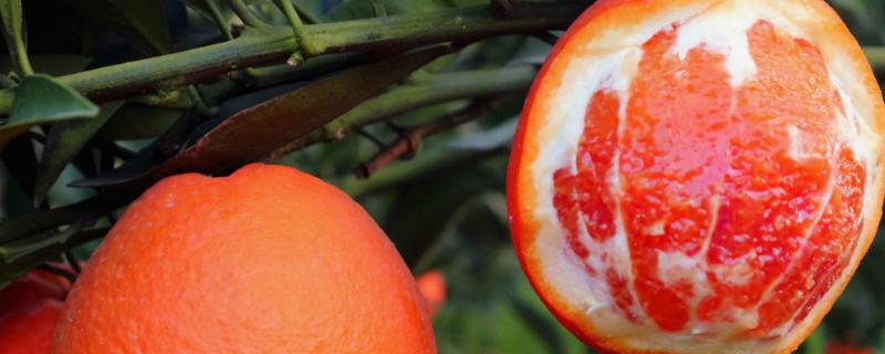 血橙的品种介绍，以果肉酷似鲜血的颜色而得名