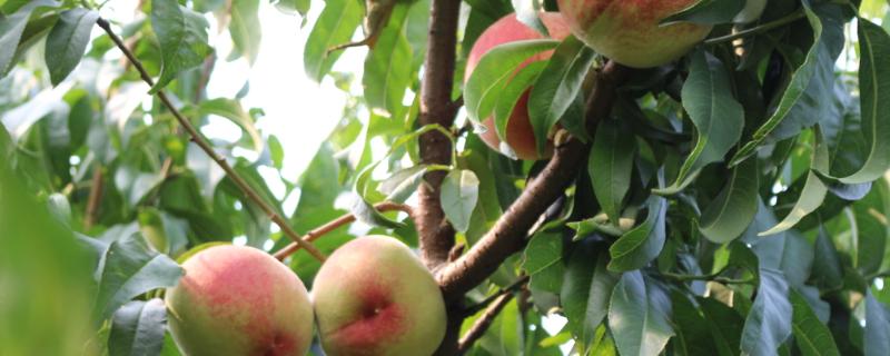 桃树为什么掉果，可能是授粉不良所导致
