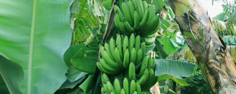 香蕉树的种植方法，苗株可购买也可自己培育