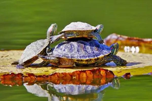 乌龟是否要晒背，适当晒背更有利于生长