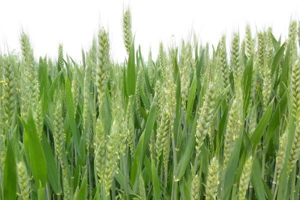 小麦扬花期过后多久进入灌浆期，扬花期通常只有2-4天