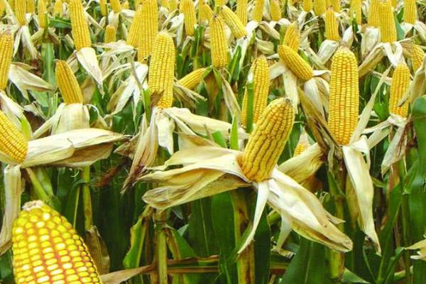 珍彩糯1号玉米的特征特性，平均产量达到700公斤
