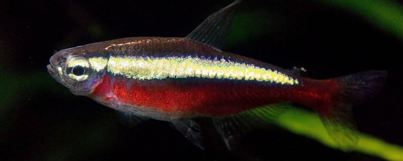 养红绿灯鱼有什么技巧，水温要注意保持恒定