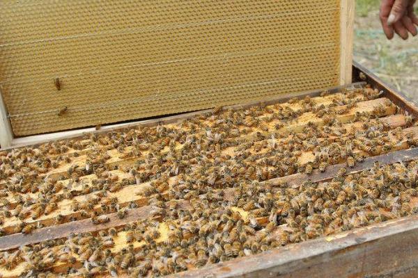 春季蜜蜂实用养殖技术，春季是蜜蜂的生长繁殖时期