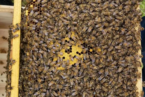 春季蜜蜂实用养殖技术，春季是蜜蜂的生长繁殖时期