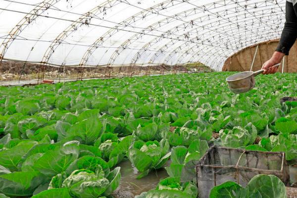 夏天多雨季节蔬菜管理办法，大棚和露地蔬菜管理方法不同