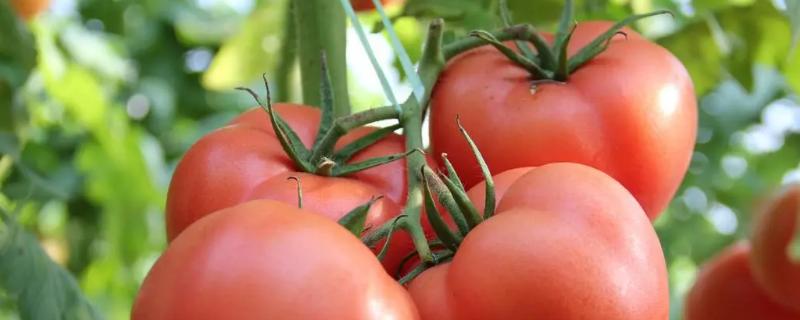 怎么加快秋茬西红柿的着色速度，提供充足光照可促进果实着色