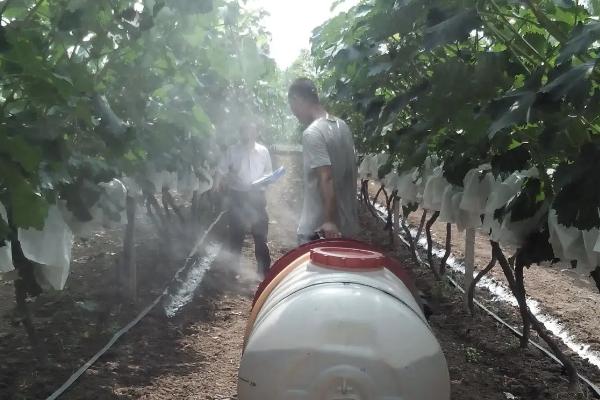 夏季给葡萄施肥的方法，是葡萄的结果期