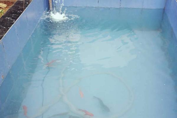 怎么给鱼换水，注意换水频率和换水量