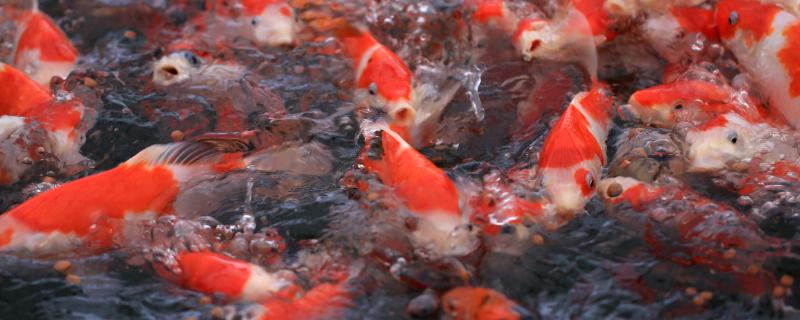 锦鲤产卵前的征兆，公鱼会持续追逐母鱼