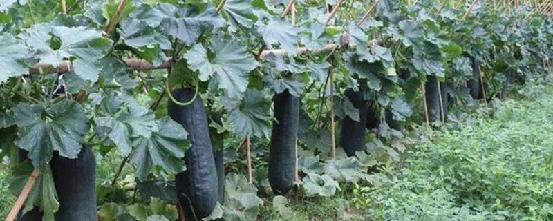 黑皮冬瓜的培育方法，应施足基肥