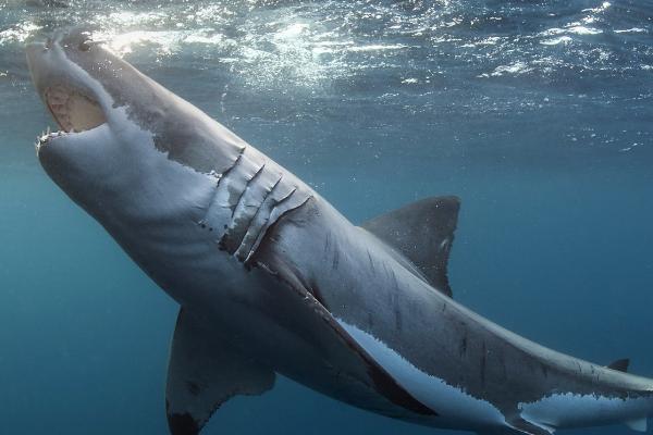 鲨鱼能不能养，大型鲨鱼无法养殖