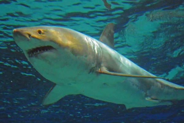 鲨鱼能不能养，大型鲨鱼无法养殖