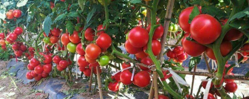 每亩栽多少株西红柿，不同种植方式的栽种数量不同