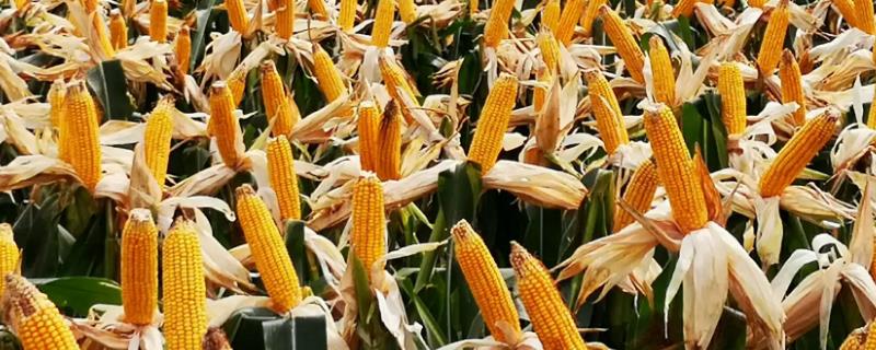 高产玉米种子十大品种