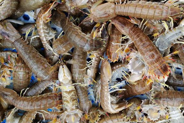 皮皮虾是河虾还是海虾，主要分布在热带和亚热带的海域中