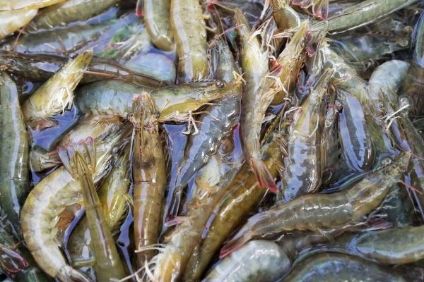 皮皮虾是河虾还是海虾，主要分布在热带和亚热带的海域中