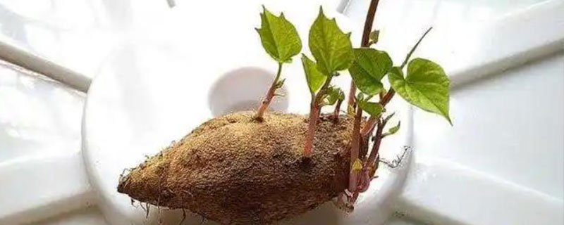 红薯快速发芽长叶的方法，可水培也可土培