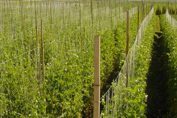 豌豆怎么种植，需提供疏松肥沃的土壤