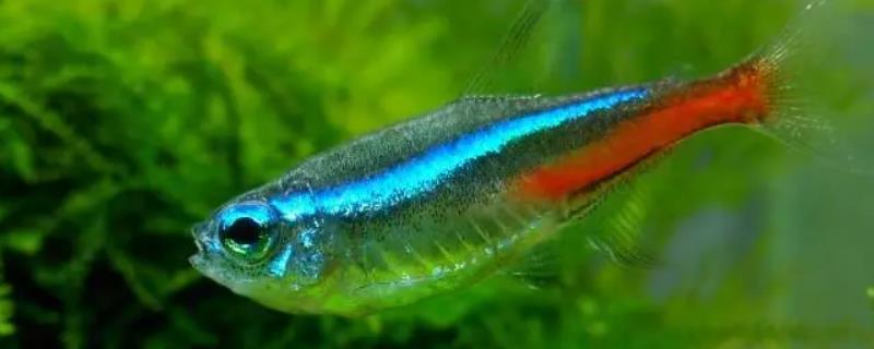 适合养红绿灯鱼的ph值，7.5微碱性性水质最佳