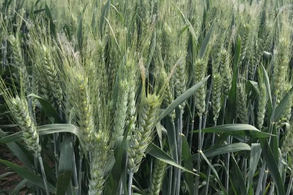 小麦品种十大名牌
