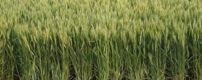 小麦品种十大名牌