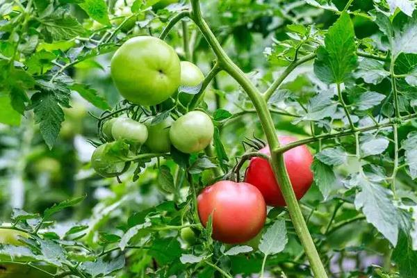 番茄的生长过程