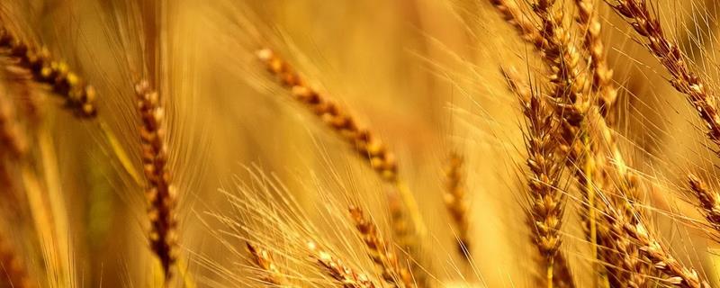 啤酒大麦为何与饲用或食用大麦不同，一般需经过浸泡才能发芽