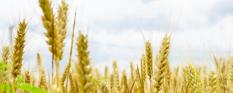 如何辨别小麦是否需要灌溉，看天、看地、看苗